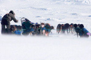 Iditarod Team (c) ID