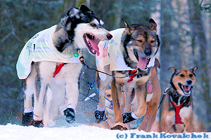 Iditarod Hunde (c) Frank Kovalschok
