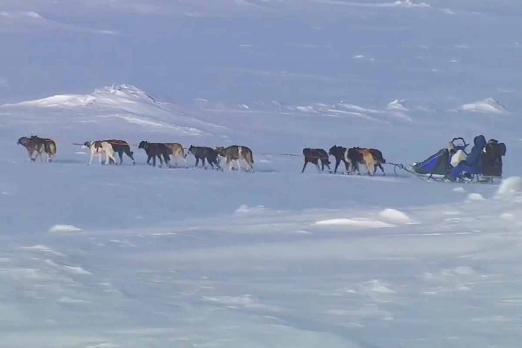 Iditarod (c)